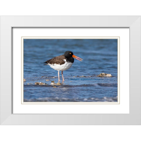 American oystercatcher on oyster reef White Modern Wood Framed Art Print with Double Matting by Ditto, Larry