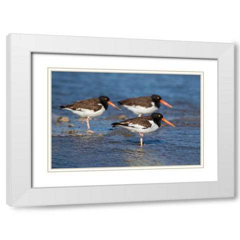 American oystercatcher on oyster reef White Modern Wood Framed Art Print with Double Matting by Ditto, Larry
