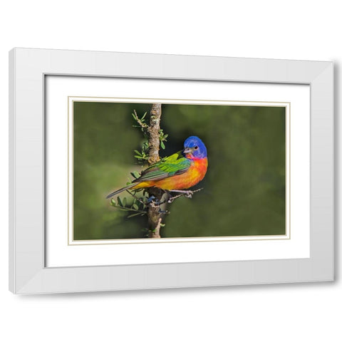 Painted bunting foraging in brush country near the Rio Grande- Texas. White Modern Wood Framed Art Print with Double Matting by Ditto, Larry