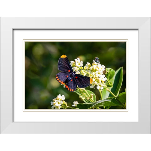 Red-bordered pixie butterfly - National Butterfly Center- Mission- Texas. White Modern Wood Framed Art Print with Double Matting by Ditto, Larry