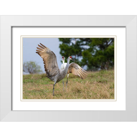 Whooping crane chasing Sandhill crane- Texas coast White Modern Wood Framed Art Print with Double Matting by Ditto, Larry