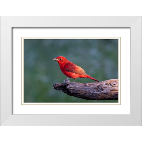 Summer tanager male drawn to dripping water White Modern Wood Framed Art Print with Double Matting by Ditto, Larry