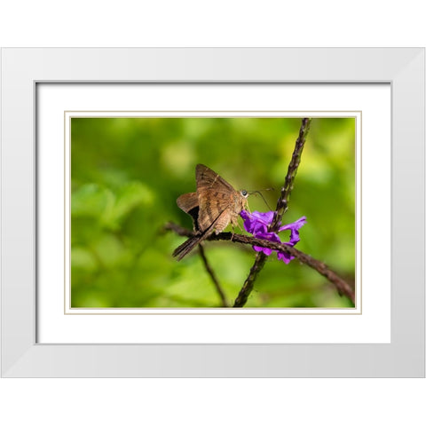 Teleus longtail butterfly nectaring in flower garden White Modern Wood Framed Art Print with Double Matting by Ditto, Larry