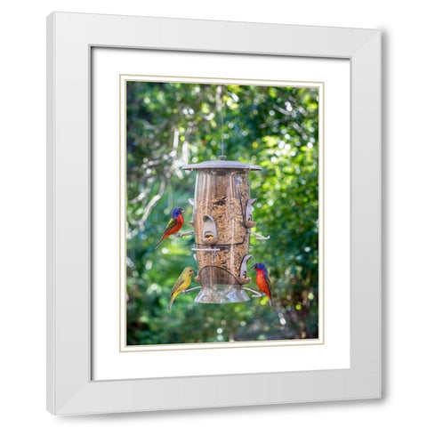 Beautiful painted buntings-male and female on backyard feeder seen from window White Modern Wood Framed Art Print with Double Matting by Richardson, Larry