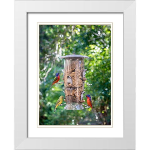 Beautiful painted buntings-male and female on backyard feeder seen from window White Modern Wood Framed Art Print with Double Matting by Richardson, Larry