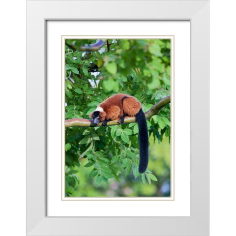 Red-ruffed lemur seeks refuge in a tree White Modern Wood Framed Art Print with Double Matting by Richardson, Larry