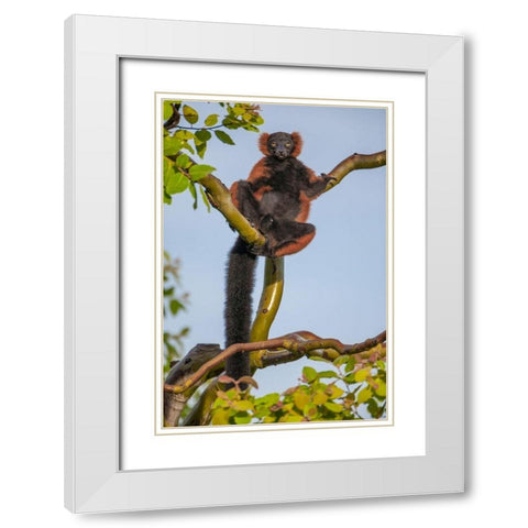 Red-ruffed lemurs relax in a tree White Modern Wood Framed Art Print with Double Matting by Richardson, Larry