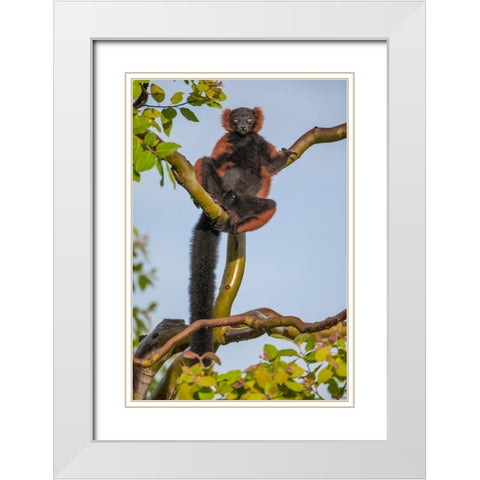 Red-ruffed lemurs relax in a tree White Modern Wood Framed Art Print with Double Matting by Richardson, Larry