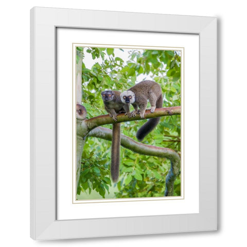 Arboreal white-fronted brown lemurs take refuge in a tree White Modern Wood Framed Art Print with Double Matting by Richardson, Larry