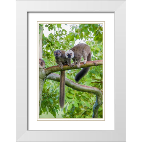 Arboreal white-fronted brown lemurs take refuge in a tree White Modern Wood Framed Art Print with Double Matting by Richardson, Larry