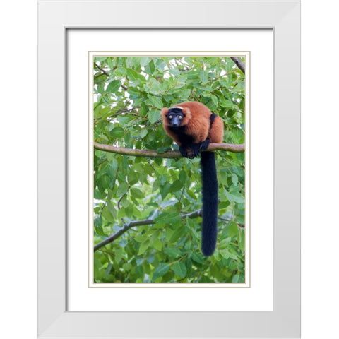 Red-ruffed lemur seeks refuge in a tree White Modern Wood Framed Art Print with Double Matting by Richardson, Larry