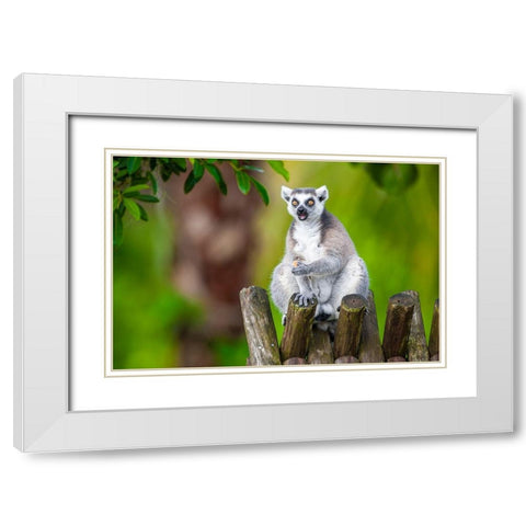 A ring-tailed lemur squats atop a hut-eating White Modern Wood Framed Art Print with Double Matting by Richardson, Larry