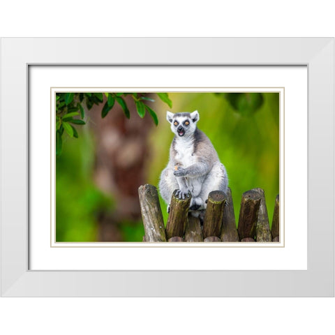A ring-tailed lemur squats atop a hut-eating White Modern Wood Framed Art Print with Double Matting by Richardson, Larry