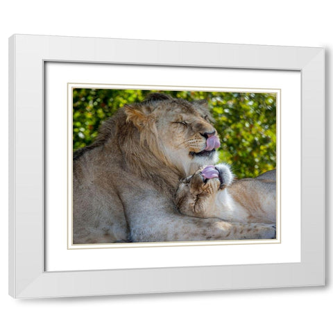 Two young lions trade licks at a local zoo White Modern Wood Framed Art Print with Double Matting by Richardson, Larry