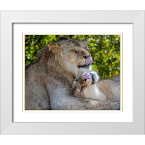 Two young lions trade licks at a local zoo White Modern Wood Framed Art Print with Double Matting by Richardson, Larry