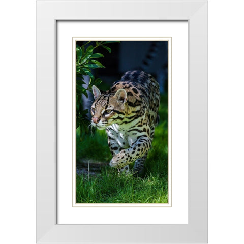 An ocelot at a local zoo White Modern Wood Framed Art Print with Double Matting by Richardson, Larry
