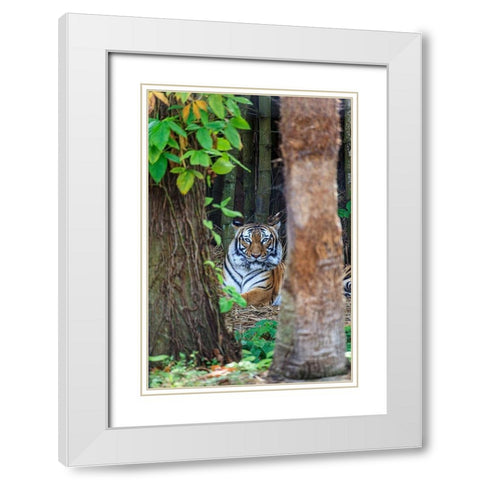 A Malayan tiger maintains a restful vigil White Modern Wood Framed Art Print with Double Matting by Richardson, Larry