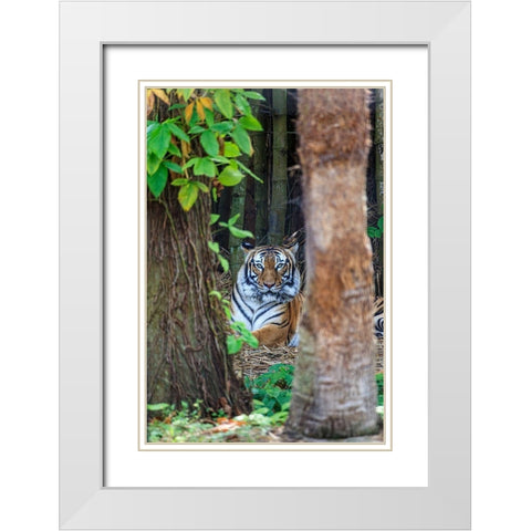 A Malayan tiger maintains a restful vigil White Modern Wood Framed Art Print with Double Matting by Richardson, Larry