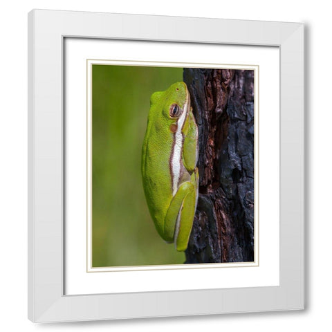 A green treefrog takes refuge among the furrows of bark of a slash pine tree in southern-Florida White Modern Wood Framed Art Print with Double Matting by Richardson, Larry