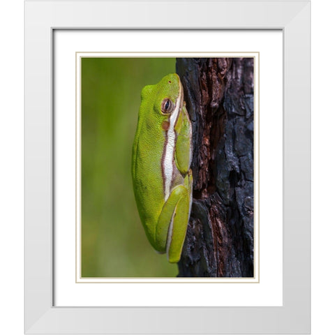 A green treefrog takes refuge among the furrows of bark of a slash pine tree in southern-Florida White Modern Wood Framed Art Print with Double Matting by Richardson, Larry