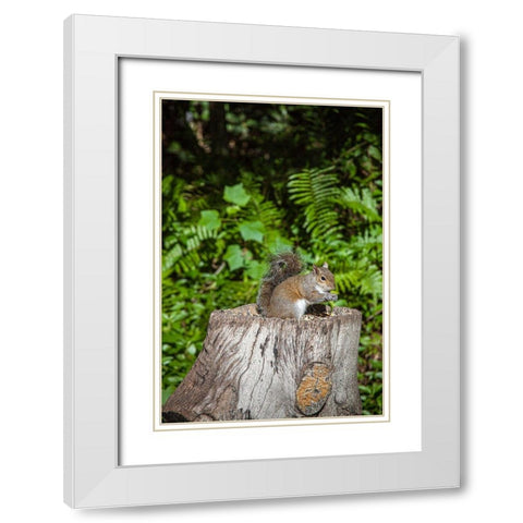 A grey squirrel feeds on bird seeds cached on a tree stump White Modern Wood Framed Art Print with Double Matting by Richardson, Larry