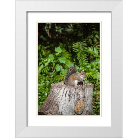 A grey squirrel feeds on bird seeds cached on a tree stump White Modern Wood Framed Art Print with Double Matting by Richardson, Larry