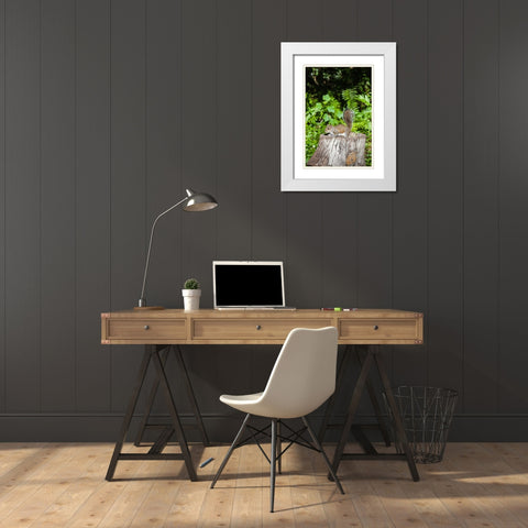 A grey squirrel feeds on bird seeds cached on a tree stump White Modern Wood Framed Art Print with Double Matting by Richardson, Larry