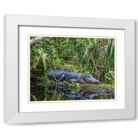 An alligator rests on a floating log in a swamp White Modern Wood Framed Art Print with Double Matting by Richardson, Larry