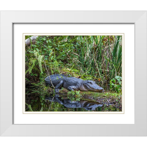 An alligator rests on a floating log in a swamp White Modern Wood Framed Art Print with Double Matting by Richardson, Larry