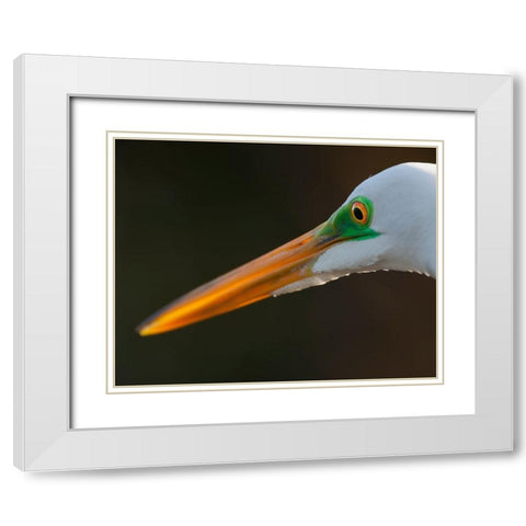 Bright green lores identify a great egret in breeding plumage White Modern Wood Framed Art Print with Double Matting by Richardson, Larry