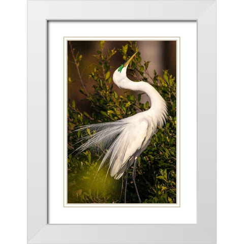 A great egret performs a breeding display at a rookery in southwest Florida White Modern Wood Framed Art Print with Double Matting by Richardson, Larry