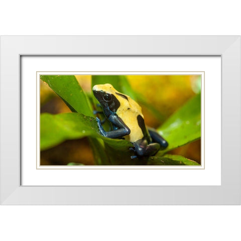 Poison dart frogs are highly poisonous White Modern Wood Framed Art Print with Double Matting by Richardson, Larry