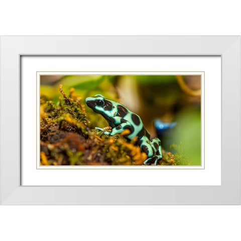Poison dart frogs are highly poisonous White Modern Wood Framed Art Print with Double Matting by Richardson, Larry