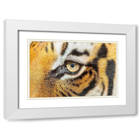The beautiful eyes of the Malayan tiger White Modern Wood Framed Art Print with Double Matting by Richardson, Larry