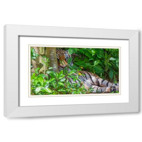 A Malayan tiger maintains a restful vigil White Modern Wood Framed Art Print with Double Matting by Richardson, Larry