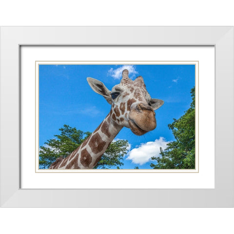 A reticulated giraffes height gives it a downward glance White Modern Wood Framed Art Print with Double Matting by Richardson, Larry