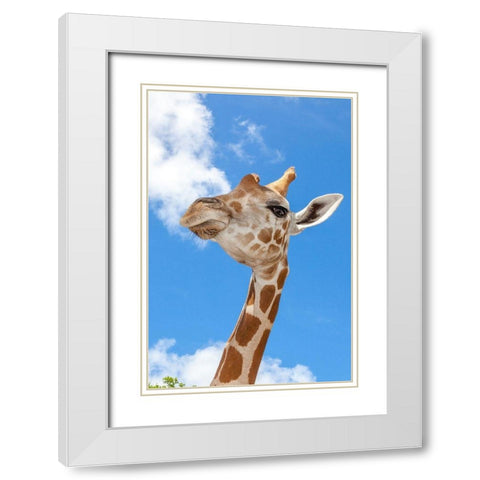 A reticulated giraffes height gives it a downward glance White Modern Wood Framed Art Print with Double Matting by Richardson, Larry
