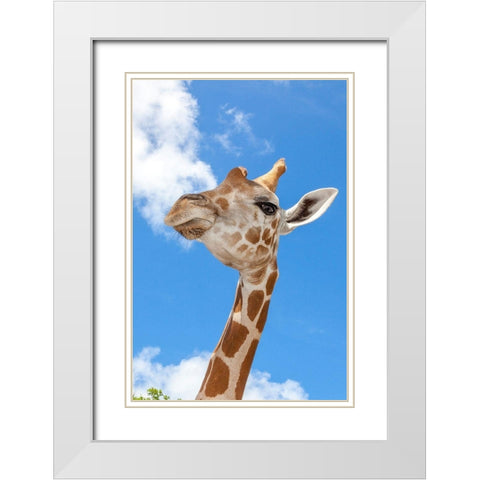 A reticulated giraffes height gives it a downward glance White Modern Wood Framed Art Print with Double Matting by Richardson, Larry