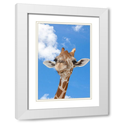 A reticulated giraffes height gives it a downward glance White Modern Wood Framed Art Print with Double Matting by Richardson, Larry