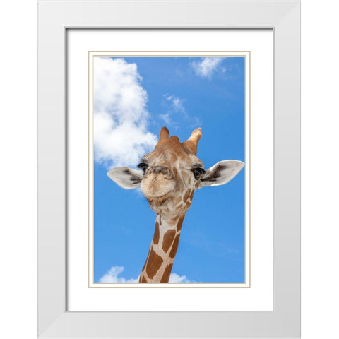A reticulated giraffes height gives it a downward glance White Modern Wood Framed Art Print with Double Matting by Richardson, Larry