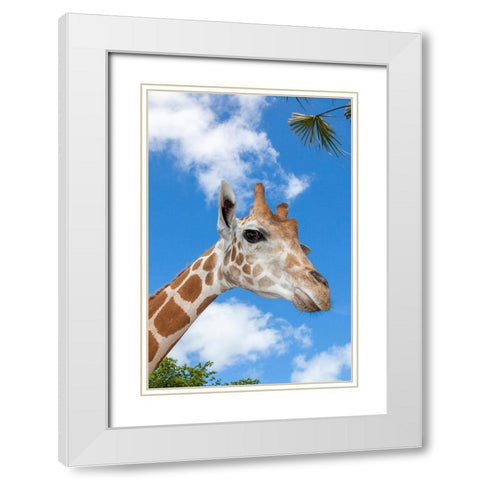 A reticulated giraffes height gives it a downward glance White Modern Wood Framed Art Print with Double Matting by Richardson, Larry