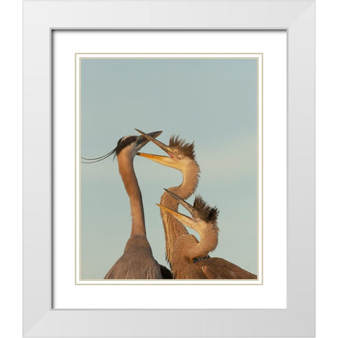 Great blue heron and chick waiting to be fed White Modern Wood Framed Art Print with Double Matting by Pryor, Maresa