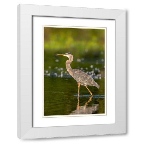 Great Blue Heron-Ardea Herodias-feeding in wetland Marion County-Illinois White Modern Wood Framed Art Print with Double Matting by Day, Richard and Susan