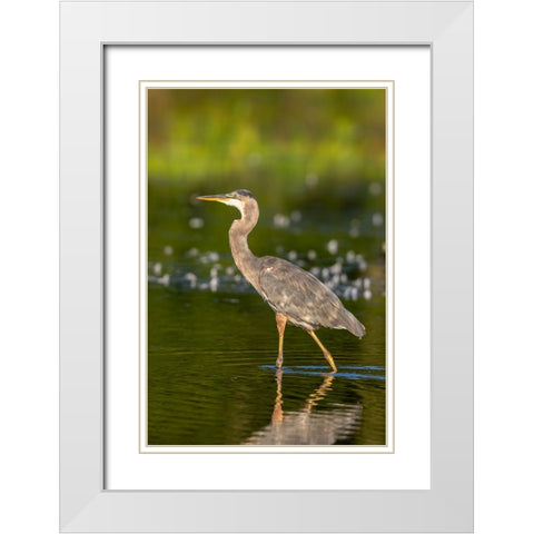 Great Blue Heron-Ardea Herodias-feeding in wetland Marion County-Illinois White Modern Wood Framed Art Print with Double Matting by Day, Richard and Susan