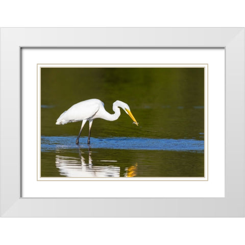 Great Egret-Ardea alba-fishing in wetland Marion County-Illinois White Modern Wood Framed Art Print with Double Matting by Day, Richard and Susan