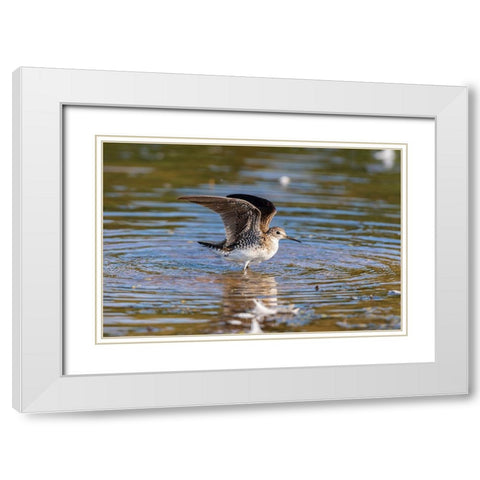 Solitary Sandpiper-Tringa solitaria-bathing in wetland Marion County-Illinois White Modern Wood Framed Art Print with Double Matting by Day, Richard and Susan