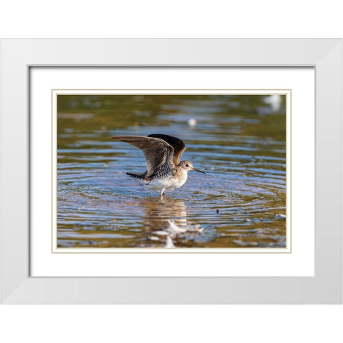 Solitary Sandpiper-Tringa solitaria-bathing in wetland Marion County-Illinois White Modern Wood Framed Art Print with Double Matting by Day, Richard and Susan