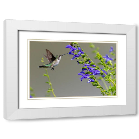 Ruby-throated Hummingbird-Archilochus colubris-at Blue Ensign Salvia-Salvia guaranitica-Marion Coun White Modern Wood Framed Art Print with Double Matting by Day, Richard and Susan