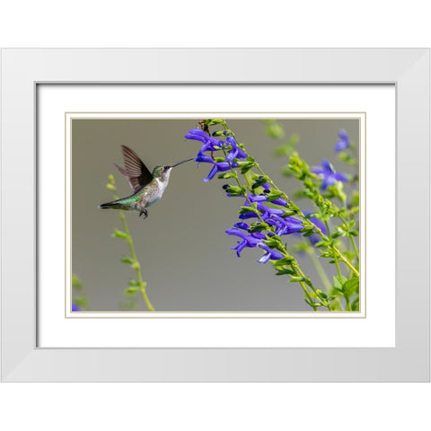 Ruby-throated Hummingbird-Archilochus colubris-at Blue Ensign Salvia-Salvia guaranitica-Marion Coun White Modern Wood Framed Art Print with Double Matting by Day, Richard and Susan