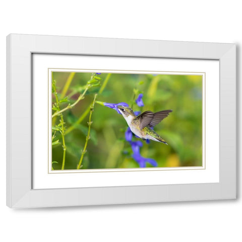 Ruby-throated Hummingbird-Archilochus colubris-at Blue Ensign Salvia-Salvia guaranitica-Marion Coun White Modern Wood Framed Art Print with Double Matting by Day, Richard and Susan